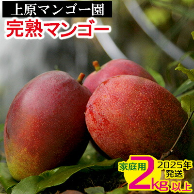 【ふるさと納税】2025年発送 農家直送【上原マンゴー園】家庭用完熟マンゴー　2kg以上　先行予約 完熟 マンゴー アップル 南国 沖縄 フルーツ くだもの 果物 果実 先行予約 産地直送 贅沢 濃厚 冷蔵 スイーツ デザート 旬の果物 ご家庭用 ご自宅用 国産