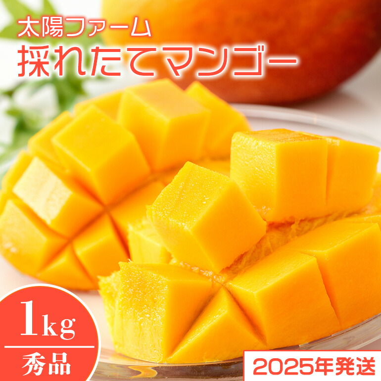 【ふるさと納税】【 先行予約 2025年 発送 】太陽ファームの採れたて マンゴー 1kg ( 秀品 ) 沖縄県産 マンゴー アップルマンゴー アーウィンマンゴー 1キロ 国産 完熟マンゴー 果物 くだもの フルーツ 完熟 夏 沖縄 お取り寄せ ギフト 産地直送 農家直送 糸満市 送料無料