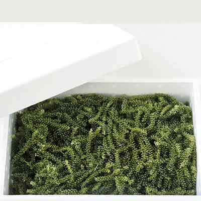 海藻類 新品登場 魚介類 水産加工品沖縄ふるさと納税海ぶどうぷちぷち大容量 海ぶどうsuperlover大容量1kgパック 沖縄県うるま市