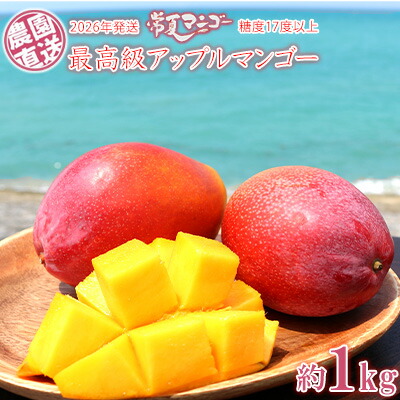 【ふるさと納税】【2026年発送】最高級　常夏アップルマンゴー！糖度17度以上　約1kg農園から直送 最高級 先行予約 沖縄 甘味 糖度 濃厚 美味しい お土産 おいしい ギフト とろける甘さ 香り アーウィン 果汁 プレミアム 箱入り 化粧箱入り 見た目 きれい 綺麗