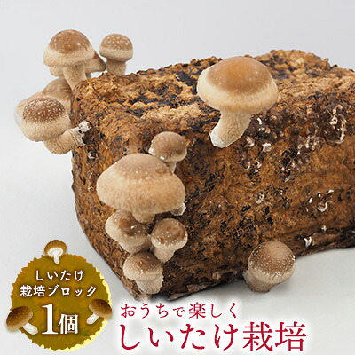 【ふるさと納税】東村の「しいたけ栽培ブロック」1個 しいたけ シイタケ 椎茸 栽培 さいばい 簡単 お手軽 食育 自由研究 菌床 おうちで 楽しく 安全 実験 自然 観察 収穫体験 きのこ 東村 沖縄|沖縄県東村