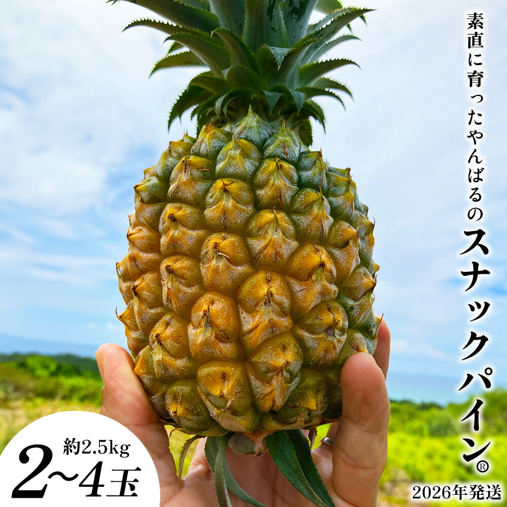 【ふるさと納税】素直に育ったやんばるのスナックパイン　2～4玉（約2.5kg） 2026年発送 沖縄県産 東村 パイナップル ジューシー 希少 高級フルーツ 南国フルーツ 国産フルーツ 農家直送 パイン 果物 贈り物 おすすめ お土産 人気 やんばる 大自然 南国気分 沖縄本島北部