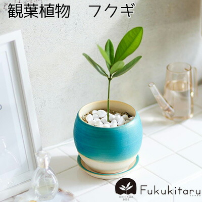 【ふるさと納税】Fukukitaru-フクキタル- 観葉草木 フクギ 室内装飾 格好のいい 陶物作り やちむん 沖縄 差し上げ物 差し上げ物 お差し上げ物 差し上げる 一般受け おすすめ ふくぎ 価値ある 瀬戸もの フクギ並木 園庭 鉢 瀬戸もの鉢 若木 人並み外れた