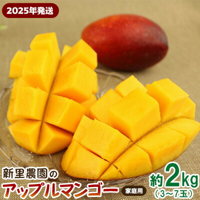 【ふるさと納税】【2025年発送】新里農園のアップルマンゴー家庭用（約2kg） 農家さん直送 アーウィン 果物 甘い 夏 濃厚 ギフト Mango ランキング 完熟 お気に入り 収穫 人気 フルーツ 沖縄県 先行予約 デザート 甘味 産地直送 送料無料