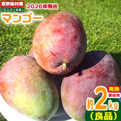 【ふるさと納税】【2026年発送】家庭用　宜野座村産完熟マンゴー「マンゴーの丘」約2kg（良品） アーウィン 果物 甘い 夏 濃厚 ギフト Mango ランキング 完熟 お気に入り 収穫 人気 甘味 フルーツ 沖縄県 国産 食品 デザート 産地直送 送料無料