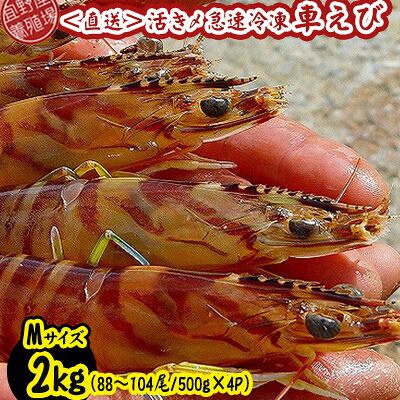 【ふるさと納税】【養殖場から直送】活き〆急速冷凍車えび　Mサイズ　約2kg（88～104尾/500g&times;4P） 車海老 海鮮 魚介類 海産物 シーフード お取り寄せ 美味 料理 クルマエビ くるまえび 塩焼き フライ 天丼 お刺身 フリット 蝦 ゆで 送料無料 沖縄県産 たまや｜沖縄県宜野座村
