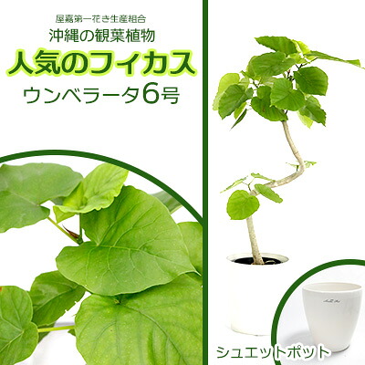 【ふるさと納税】★【沖縄の観葉草木】一般受けのフィカス ウンベラータ6号 シュエット鉢ポット 室内装飾緑であること 予防医学の木 ゴムノキ 庭園 風水 鉢植え 癒し 生いそだつ書きとどめる 余暇活動 専門職店 やって行く 事務室 おすすめ 生活様式 今めかしい 南国 太陽光線 水やり 祝賀会 貨物輸送無料