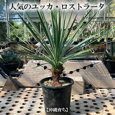 楽天市場】【現品発送】ユッカ ケロタリエンシスsp 10号鉢植え