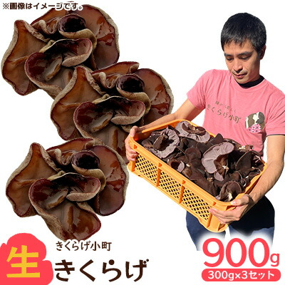 【ふるさと納税】生きくらげ　300g×3セット きくらげ 乳酸菌 栽培 きのこ 生 生キクラゲ レシピ 料理 家庭料理 食感 ミネラル 食物繊維 おすすめ お取り寄せ 沖縄県産 国産 送料無料 ふるさと納税 きくらげ小町 北中城村