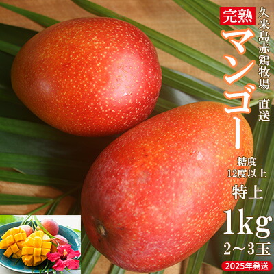 【ふるさと納税】【2025年発送】久米島赤鶏牧場 直送！糖度12度以上「特上」完熟マンゴー 約1kg（2～3玉） マンゴー 完熟 アップルマンゴー アーウィン 甘い 濃厚 循環型農業 減農薬栽培 牧場 養鶏 和牛 久米島の久米仙 酒粕 月桃 ウコン 芳醇 爽やか 南国フルーツ ギフト
