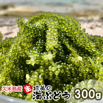【ふるさと納税】球美の”生”海ぶどう（100g×3個）