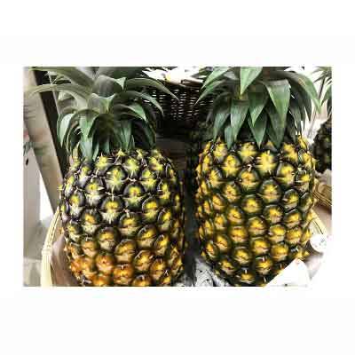 ふるさと納税 21年差し遣す 久米島徴憑倉庫 ゴールドバレル お金パイナップル1個 Maxani Nl