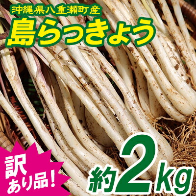 ふるさと納税 訳あり品 100セット 沖縄県八重瀬町産 島らっきょう約2kg お中元 実際に発送される島ラッキョウは Wevonline Org