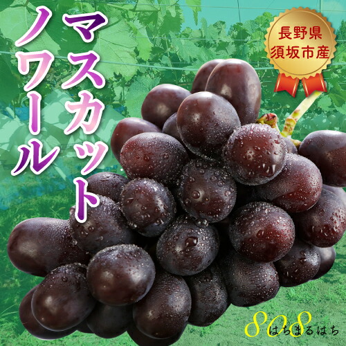 9月以降分予約 高糖度20度前後 低農薬 マスカットノワール ぶどう 1.8kg 化粧箱入 ブラックシャインマスカット ブドウ 葡萄 長野 産地直送 SU ※ ふるさと納税 ではありません｜はちまるはち お中元 お歳暮