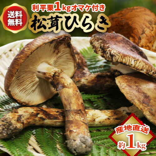 国産天然松茸‼️520g‼️最終値下げ‼️ okamatu-hiraki-1kg-rihei.jpg