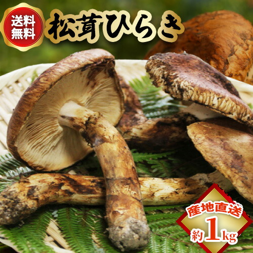 楽天市場】【全額返金】松茸 ひらき 1kg 前後 まつたけ マツタケ