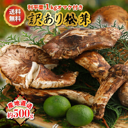 【全額返金】10月分予約 松茸 500g 前後 岡山県 国産 岡山 まつたけ 訳あり マツタケ 期間限定 季節限定 産地直送 希少 秋 山の幸 きのこ キノコ ご飯 土瓶 蒸し 送料無料 国内産 おかやま okayama 利平栗1kg オマケ付き SSS ※ ふるさと納税 ではありません