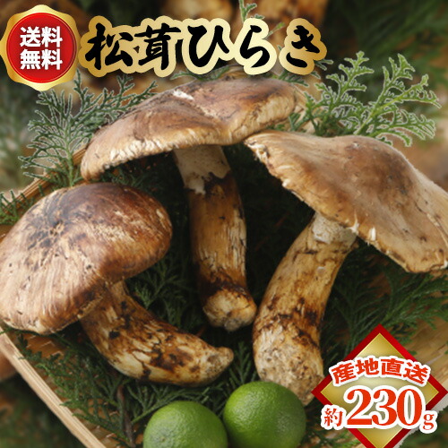 10月分予約 【全額返金】国産 松茸 ひらき 約230g~1kg まつたけ マツタケ 岡山 SU ※ ふるさと納税 ではありません|はちまるはち お中元 お歳暮