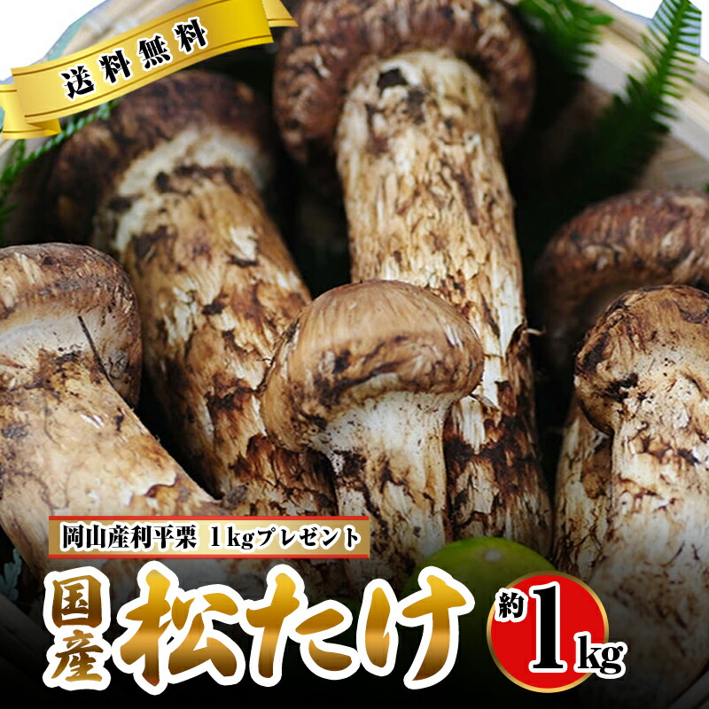 【全額返金】10月分予約 国産 松茸 中つぼみ(半開き) 1kg前後 まつたけ マツタケ 岡山 ギフト 利平栗1kgオマケ付き 松茸 1kg 岡山県 高級 贈答 お取り寄せ きのこ キノコ 内祝い 母の日 父の日 お中元 敬老の日 お歳暮 御歳暮  ※ ふるさと納税 ではありません SSS