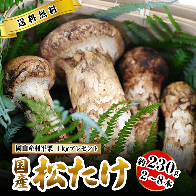 【楽天市場】松茸 国産 中つぼみ(半開き) 約230g～1kg まつたけ マツタケ 岡山 松茸 1kg 岡山県 高級 贈答 お取り寄せ きのこ キノコ  内祝い 母の日 父の日 お中元 敬老の日 お歳暮 御歳暮 SSS : はちまるはち 父の日 お中元