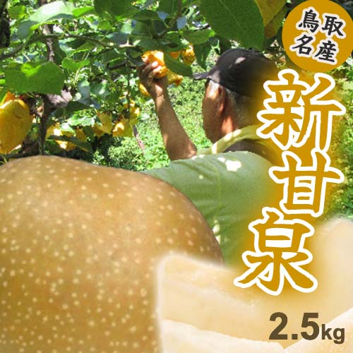 【(2025年9月発送)先行予約】【数量限定●朝獲れ】新甘泉 なし 梨 赤梨 鳥取県 うまい 2.5kg 5～9玉 フルーツ ギフト 自宅用 誕生日 贈答用 贈り物 果物 ジューシー 新鮮 鮮度 甘い みずみずしい プレミアム しんかんせん SSS