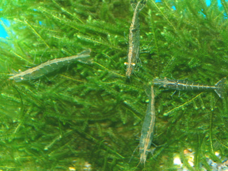 楽天市場 ミナミヌマエビ １００匹 フォーカス