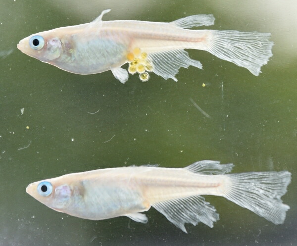 楽天市場】□【天女の舞】松井ヒレ長～幹之メダカ 白系強光 １０匹 