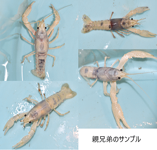 楽天市場 タイゴーストザリガニｆ１ フォーカス