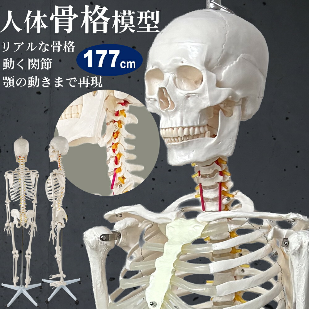 【1位勝ち取る】人身ひな形 Rohs公許品 骨組みひな形 人身骨組みひな形 等身大 全長177珊 骨組みひな形 インターナショナル標準尺度 蝶つがいモビール 神経根 写実的 委しい 学びとる用 生体解剖用 整体 整骨 接骨 受けつたえる用 受けつたえる用 刀圭 分科大学 刀圭生 ホスピタル 修める室 キャスター付 引っ掛かり付 実物大 鴻運
