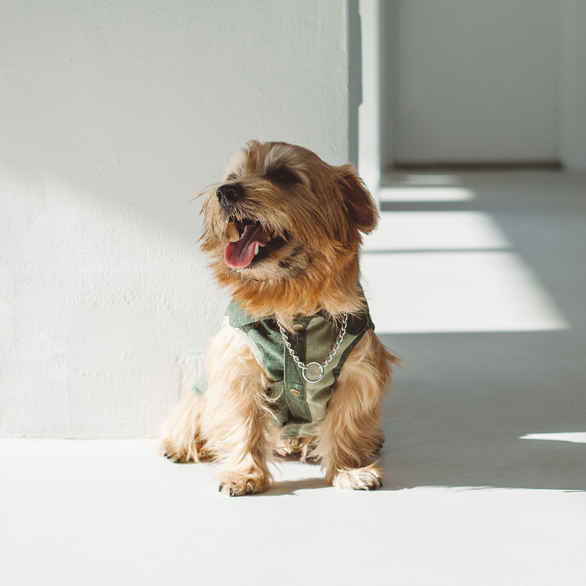 楽天市場 犬 服 ドッグウェア バイカラー シャツ犬服 おしゃれ シャツ 高級 シンプル ラガーシャツ いぬ 洋服 ウェア ドッグ Free Stitch