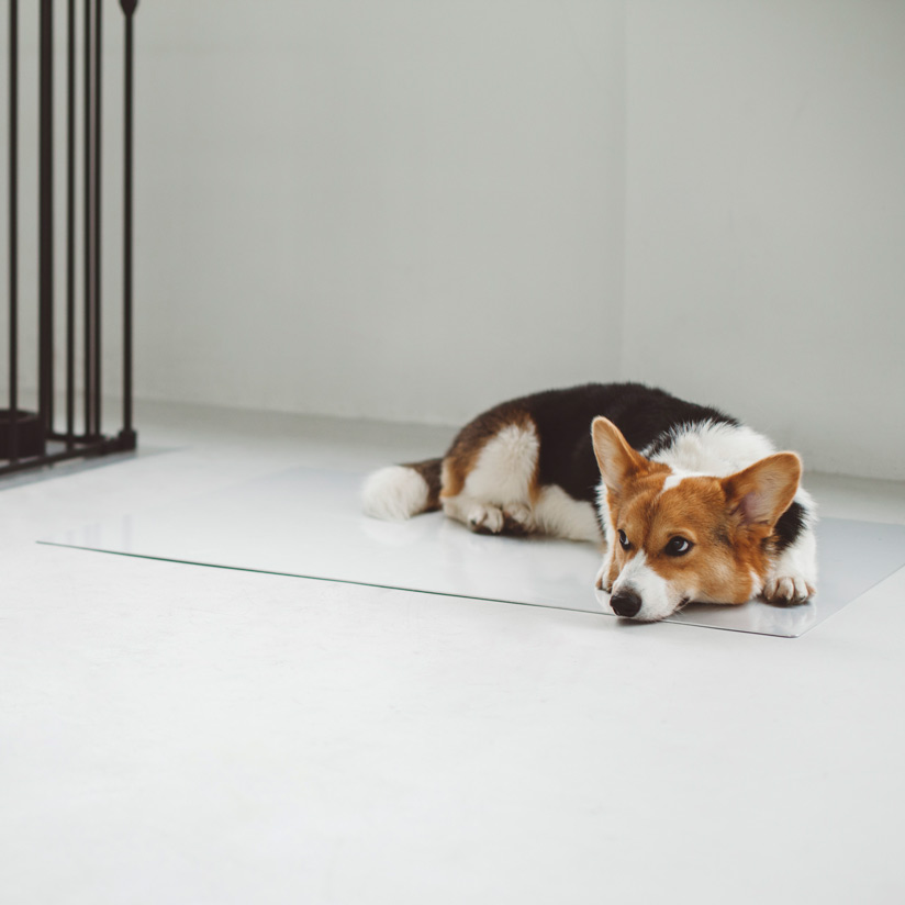クール 冷たい 夏 犬 ドッグ 冷やす 夏場 マット 接触冷感 ベッド ひんやり ボード 冷感 いぬ