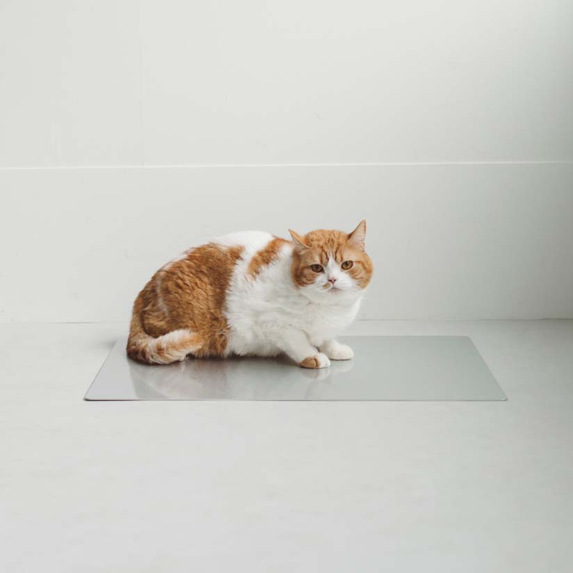 ネコ おもしろ 45 45cm おしゃれ かわいい ねこ カバー クッション シュール シンプル ベンガル リネン 北欧 正方形 猫 白 綿100 面白い 100 品質 クッション