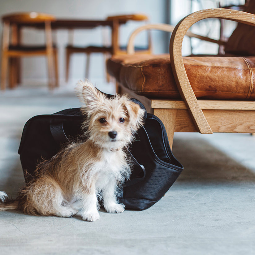 【楽天市場】バルコディ スクエア トート S サイズ 犬用チワワ 小型犬 犬 ペット キャリーバッグ キャリーケース 犬用 バックパック