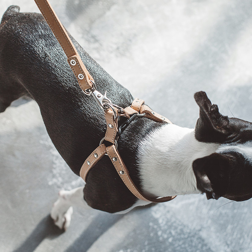 楽天市場 犬 ハーネス オリジナルヌメリングワンタッチハーネス 45 胴輪 革 中型犬 大型犬用 Free Stitch