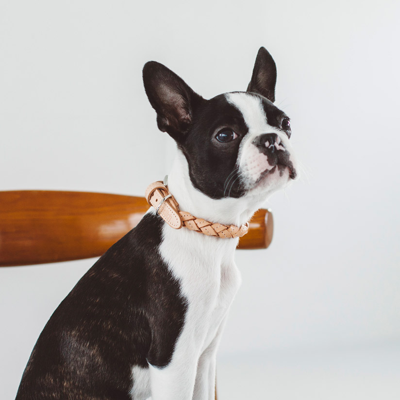 楽天市場 犬 首輪 オリジナル ヌメ ウーブン カラー M犬 首輪 おしゃれ 革 かわいい 小型犬 犬首輪 犬の首輪 いぬ くびわ レザー シンプル ベーシック 首輪 日本製 ペット ヌメ 皮 シンプル おしゃれ トイプードル マルプー ボストン 豆柴 Free Stitch
