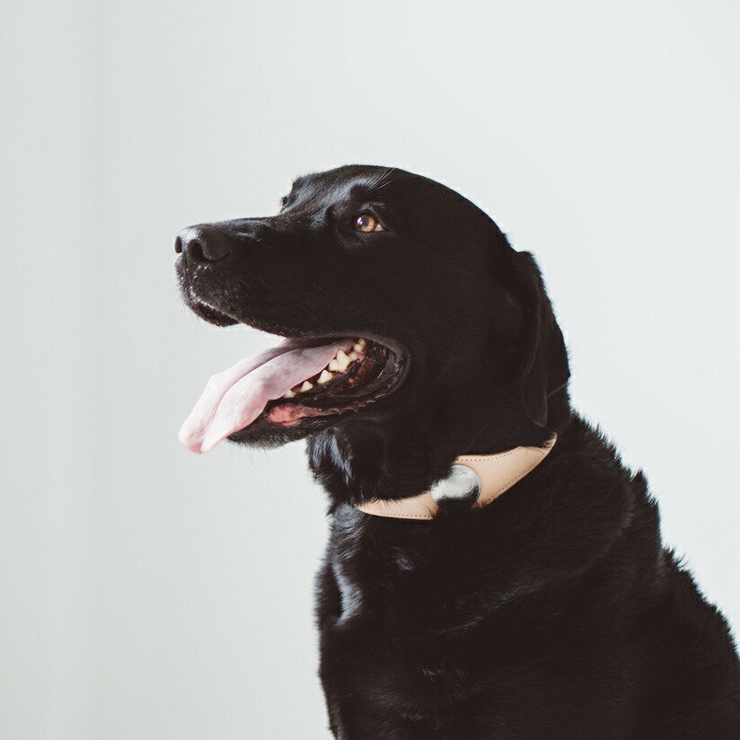 【犬首輪】オリジナルヌメコンチョカラー3Lサイズ大型犬犬首輪犬の首輪大型犬革革製皮本革レザーおしゃれかわいい
