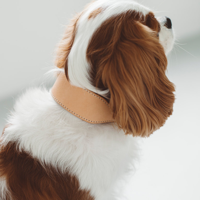 【犬 首輪】オリジナル ヌメ カラー ワイド　M サイズ　犬用 犬 首輪　おしゃれ 革 かわいい 中型犬 本革 犬首輪 犬の首輪 首輪 小型犬 皮 日本製 柴犬 チワワ トイプードル フレンチブル いぬ くびわ 犬用品 レザー 皮 カラー 犬用 カラー