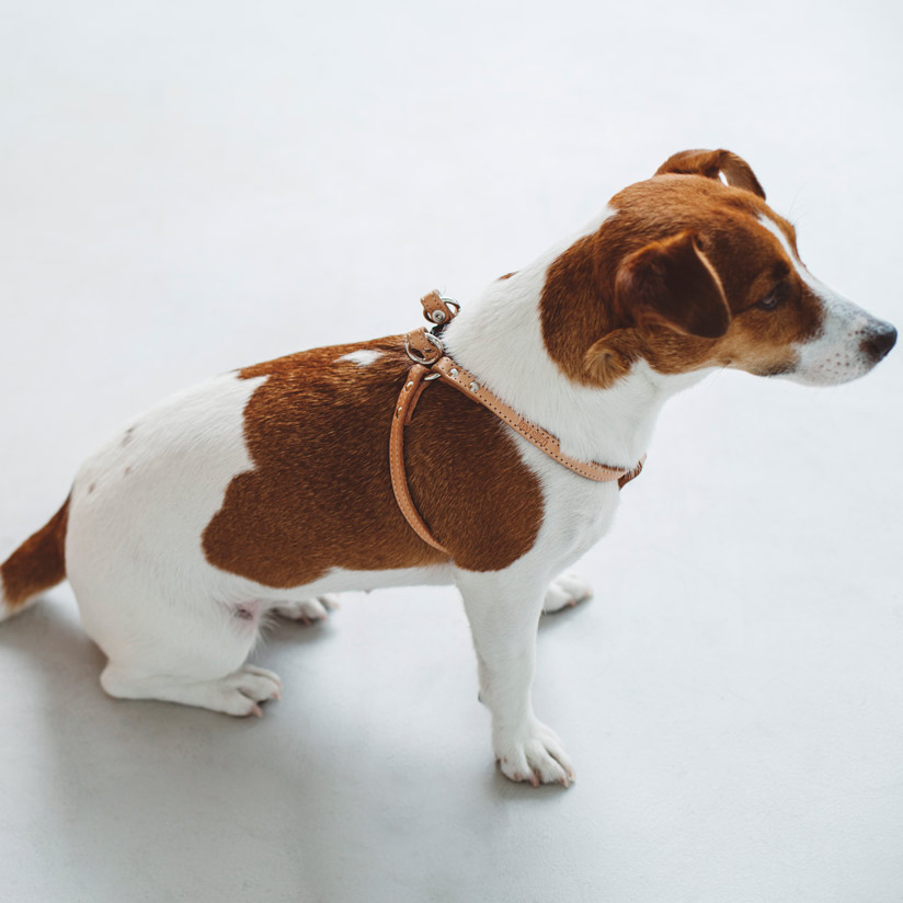 楽天市場 犬 ハーネス 革 小型犬用 オリジナルヌメリングワンタッチハーネス 35 胴輪 Free Stitch