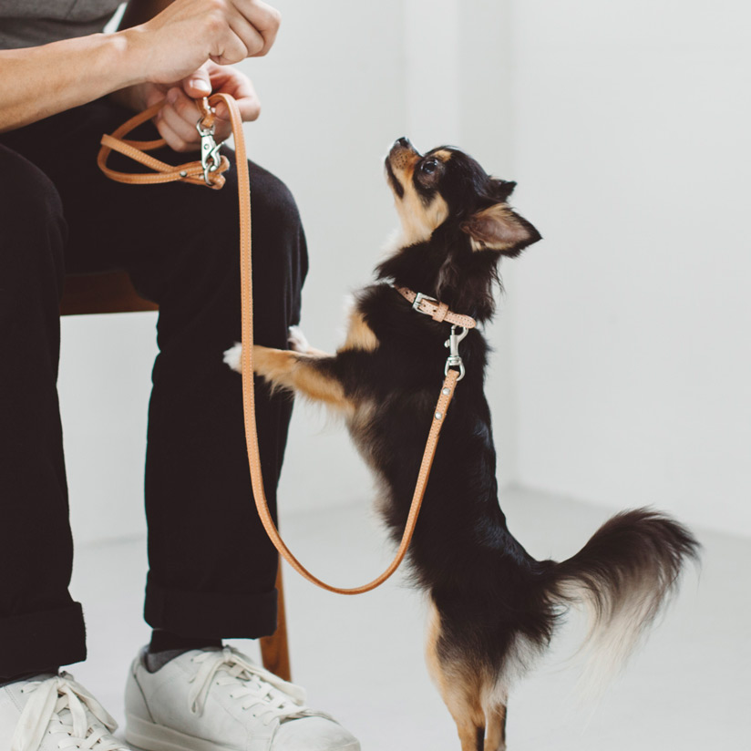 楽天市場】【犬 ハーネス 革】ヌメリングワンタッチハーネス 40小型犬