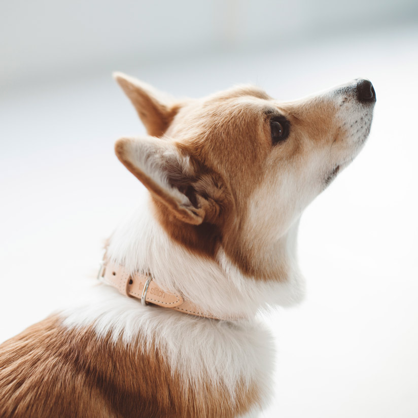 楽天市場 犬 首輪 革 オリジナル ヌメ カラー Ll サイズ中型犬 大型犬 犬 首輪 おしゃれ 革 かわいい 本革 犬首輪 犬の首輪 首輪 小型犬 皮 日本製 柴犬 フレブル コーギー ドゥードル いぬ くびわ 犬用品 レザー 皮 カラー 犬用 カラー Free