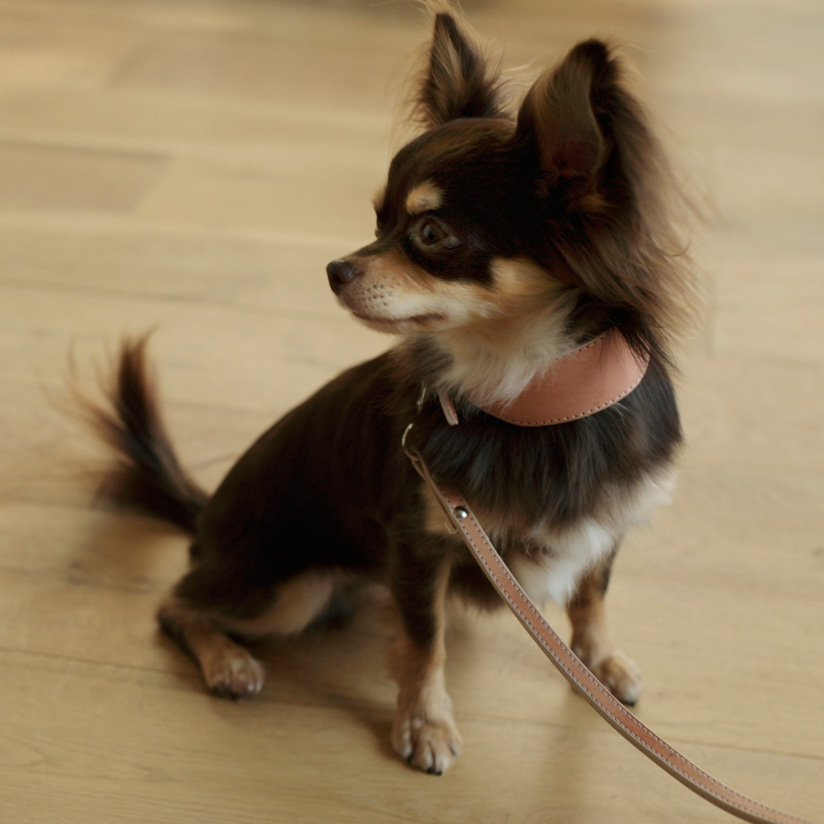 楽天市場 犬 首輪 オリジナル ヌメ カラー ワイド Ss サイズ 小型犬犬 首輪 おしゃれ 革 かわいい 中型犬 本革 犬首輪 犬の首輪 首輪 小型犬 皮 日本製 柴犬 チワワ トイプードル いぬ くびわ シンプル 犬用品 レザー 皮 カラー 犬用 カラー Free