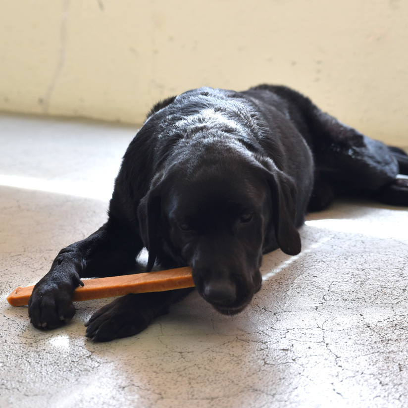 楽天市場 犬 おやつ ヤクチーズ スモークスティック L 240g 愛犬大喜び 与えやすいチーズスティック おやつ チーズ 犬用 ドッグ 犬 ヤクチーズ スティック チ ズスティック Free Stitch