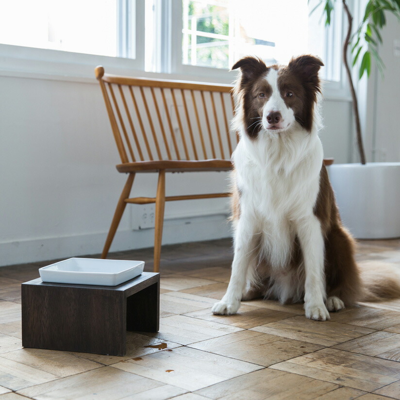 MESHIDAI MUKU M シングル REPLUS メシダイリプラス メシダイ ムク 犬 飼い犬 ボンネットどんぶり鉢 foodbowl dog