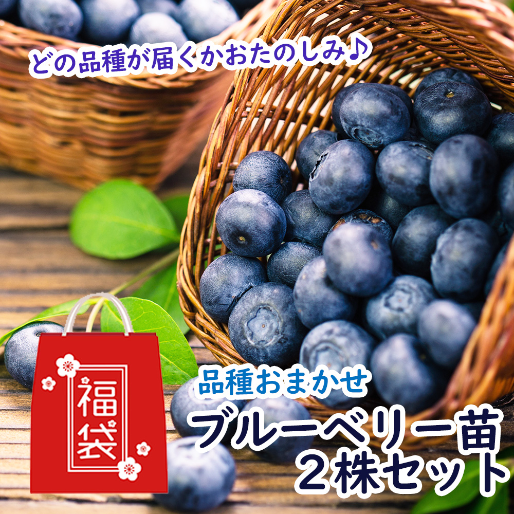 お取り寄せ ブルーベリー ビルベリー 15cmポット 6本セット 送料無料 保付 植木 庭木