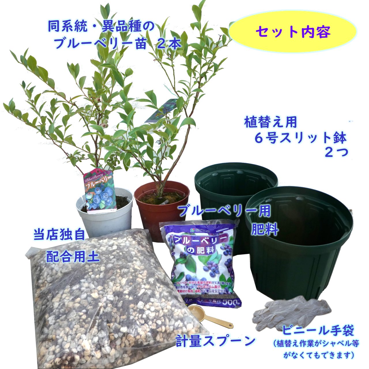 ブルーベリー 苗 定番のお歳暮 苗木 送料無料 はじめての 初心者 ブルーベリー栽培セット ギフト これさえあれば全部そろってる すぐに栽培が楽しめます