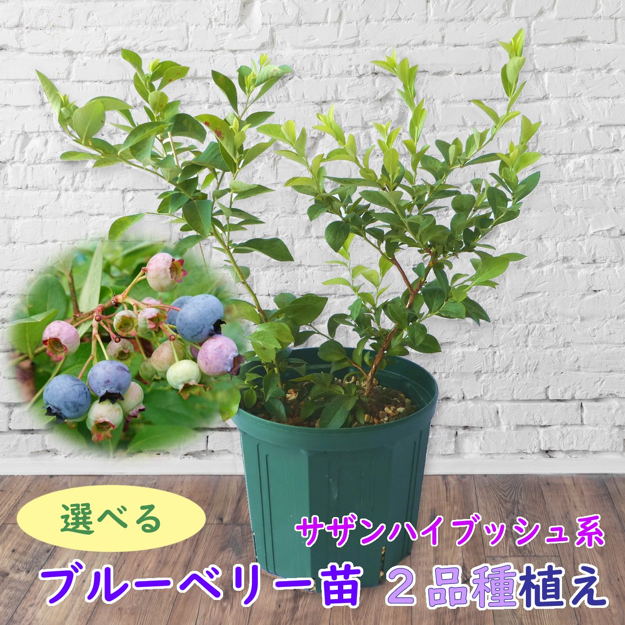 楽天市場】植え替え不要！【選べる】サザンハイブッシュ系