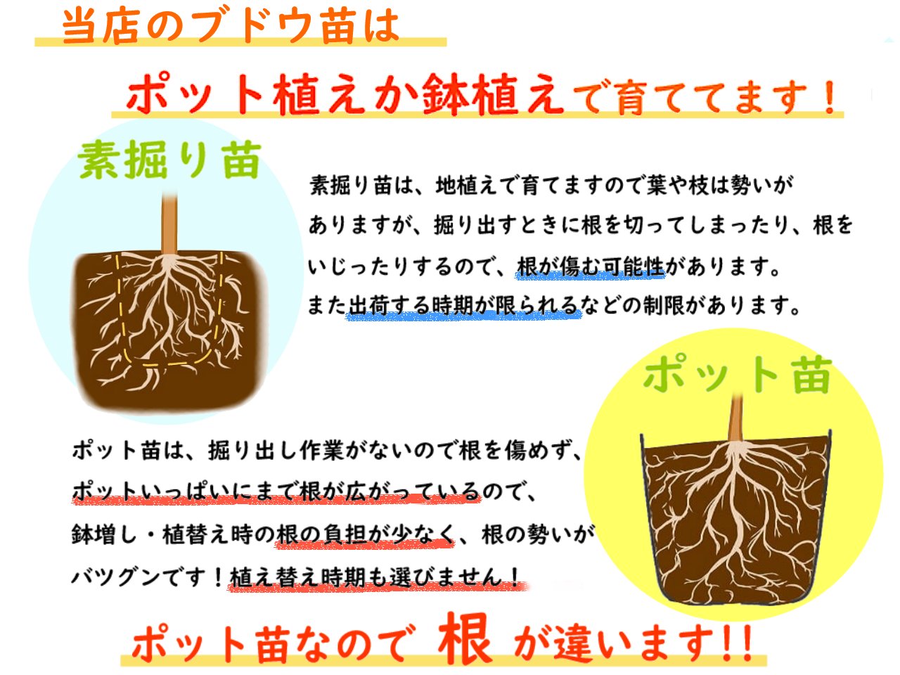 苗木 苗 ５株セット ぶどう 果物の苗物 10 5cmロングポット 挿木苗 シャインマスカットは必ず入ります 樹高約40 50cm ブドウ 葡萄 富士園芸店 おまかせ ぶどう ガーデニング 農業 おまかせ