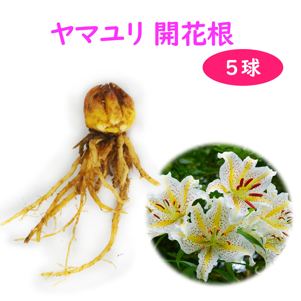 楽天市場】秋植え球根〜春植え球根 改良 山ゆり オーラタムゴールド