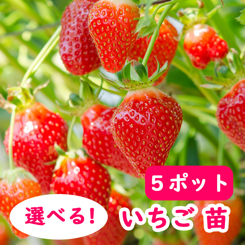 【楽天市場】【 イチゴ 】 選べる イチゴ 苗 【５ポット】 9cmポット