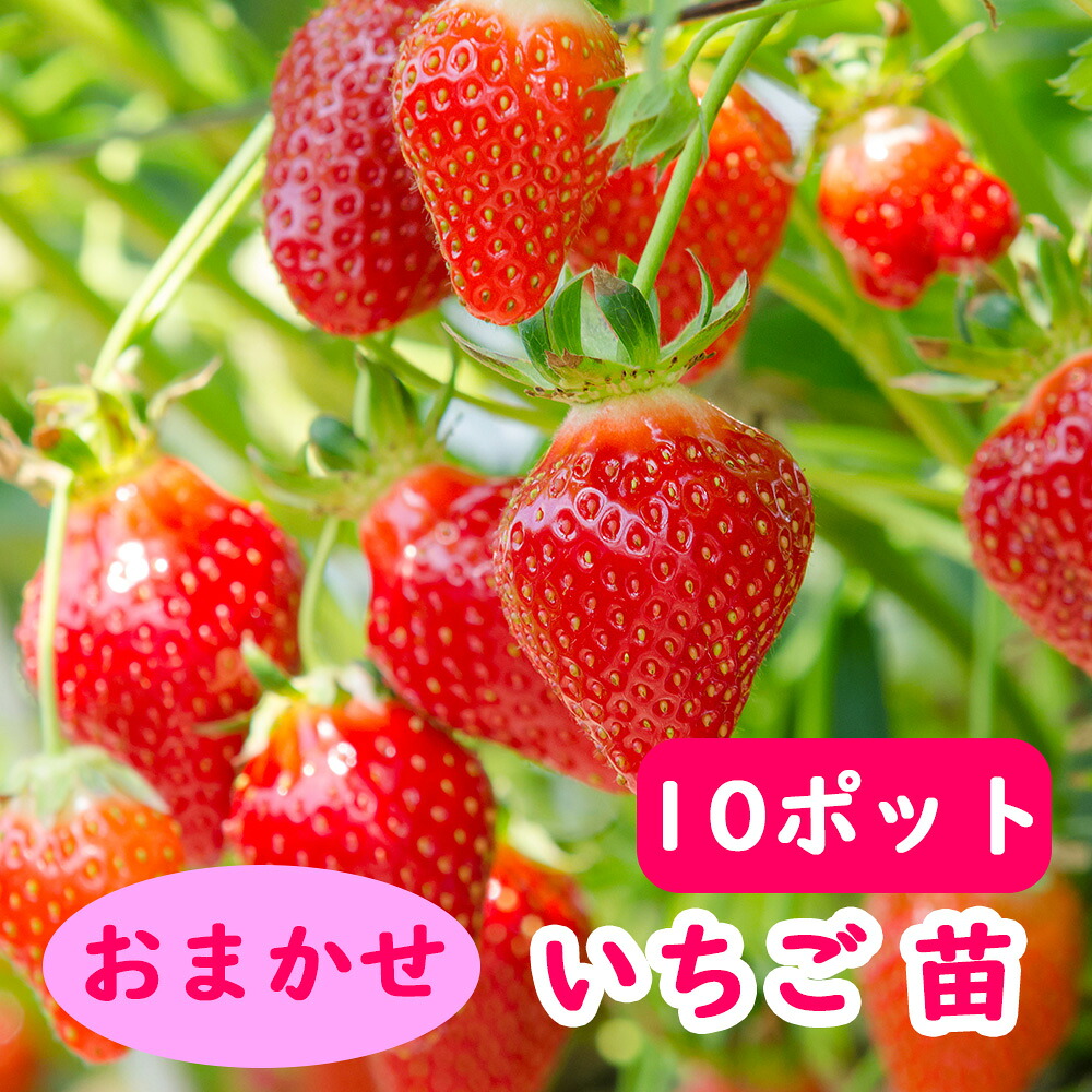 いちご苗とちおとめ40ポット 紅ほっぺ40ポット いちご苗とちおとめ40ポット 紅ほっぺ40ポット